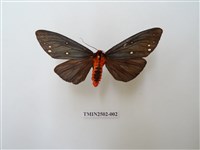 藏品(烏麗燈蛾)的圖片